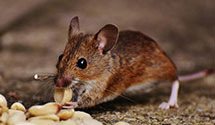 24 Hour & Emergency Exterminators in Mission Viejo, CA